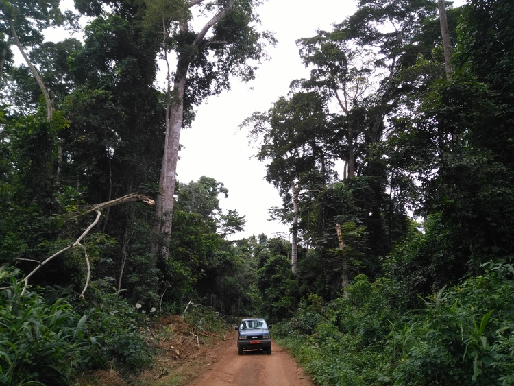 Route, Izuzu, forêt